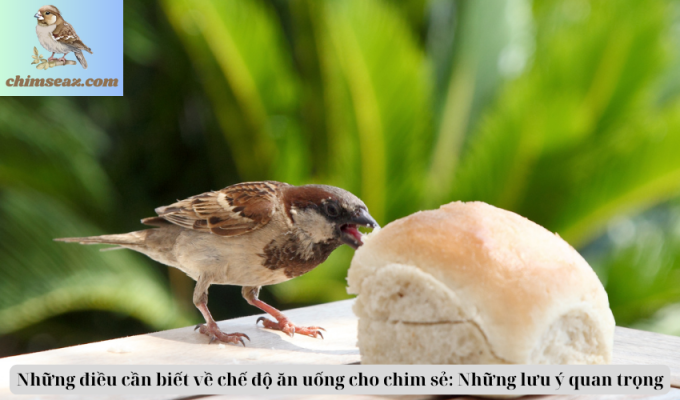 Những điều cần biết về chế độ ăn uống cho chim sẻ: Những lưu ý quan trọng