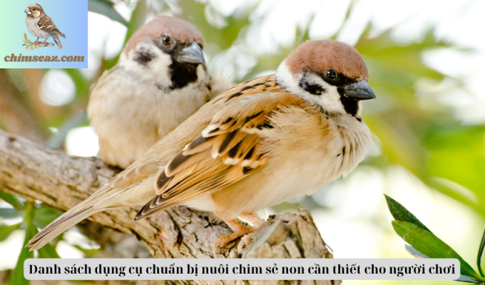 Danh sách dụng cụ chuẩn bị nuôi chim sẻ non cần thiết cho người chơi