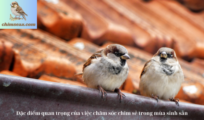 Đặc điểm quan trọng của việc chăm sóc chim sẻ trong mùa sinh sản