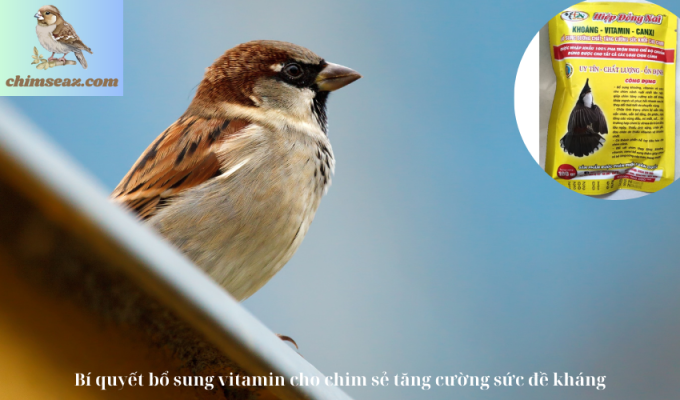 Bí quyết bổ sung vitamin cho chim sẻ tăng cường sức đề kháng