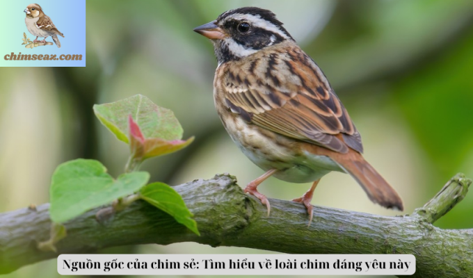 Nguồn gốc của chim sẻ: Tìm hiểu về loài chim đáng yêu này