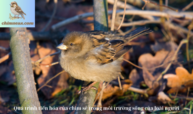 Quá trình tiến hóa của chim sẻ trong môi trường sống của loài người