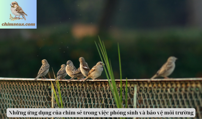 Những ứng dụng của chim sẻ trong việc phóng sinh và bảo vệ môi trường