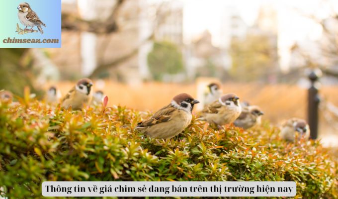 Thông tin về giá chim sẻ đang bán trên thị trường hiện nay