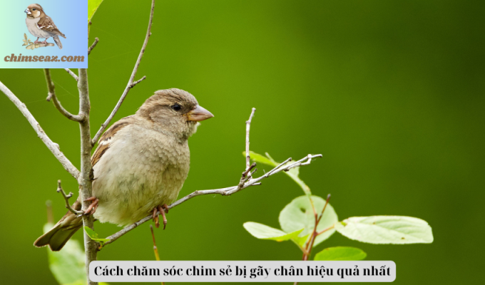 Cách chăm sóc chim sẻ bị gãy chân hiệu quả nhất