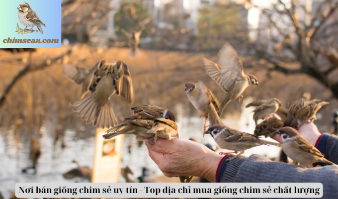 Nơi bán giống chim sẻ uy tín - Top địa chỉ mua giống chim sẻ chất lượng