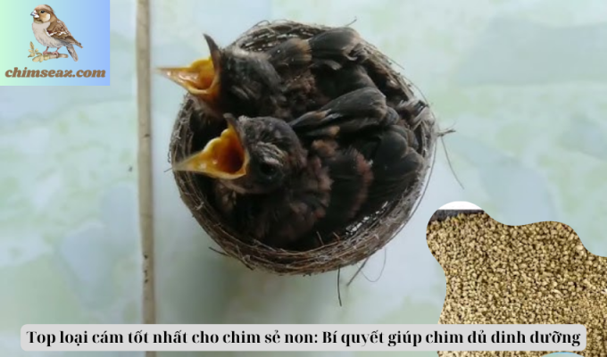 Top loại cám tốt nhất cho chim sẻ non: Bí quyết giúp chim đủ dinh dưỡng