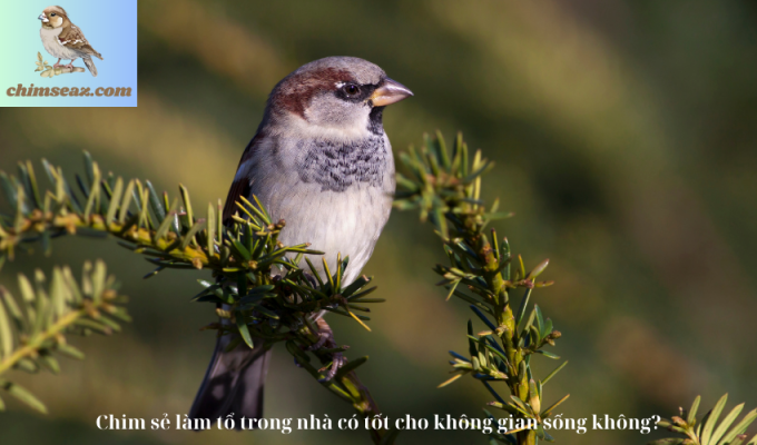 Chim sẻ làm tổ trong nhà có tốt cho không gian sống không?