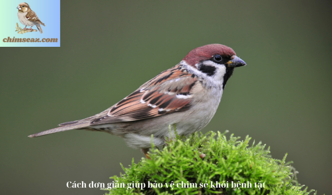 Cách đơn giản giúp bảo vệ chim sẻ khỏi bệnh tật